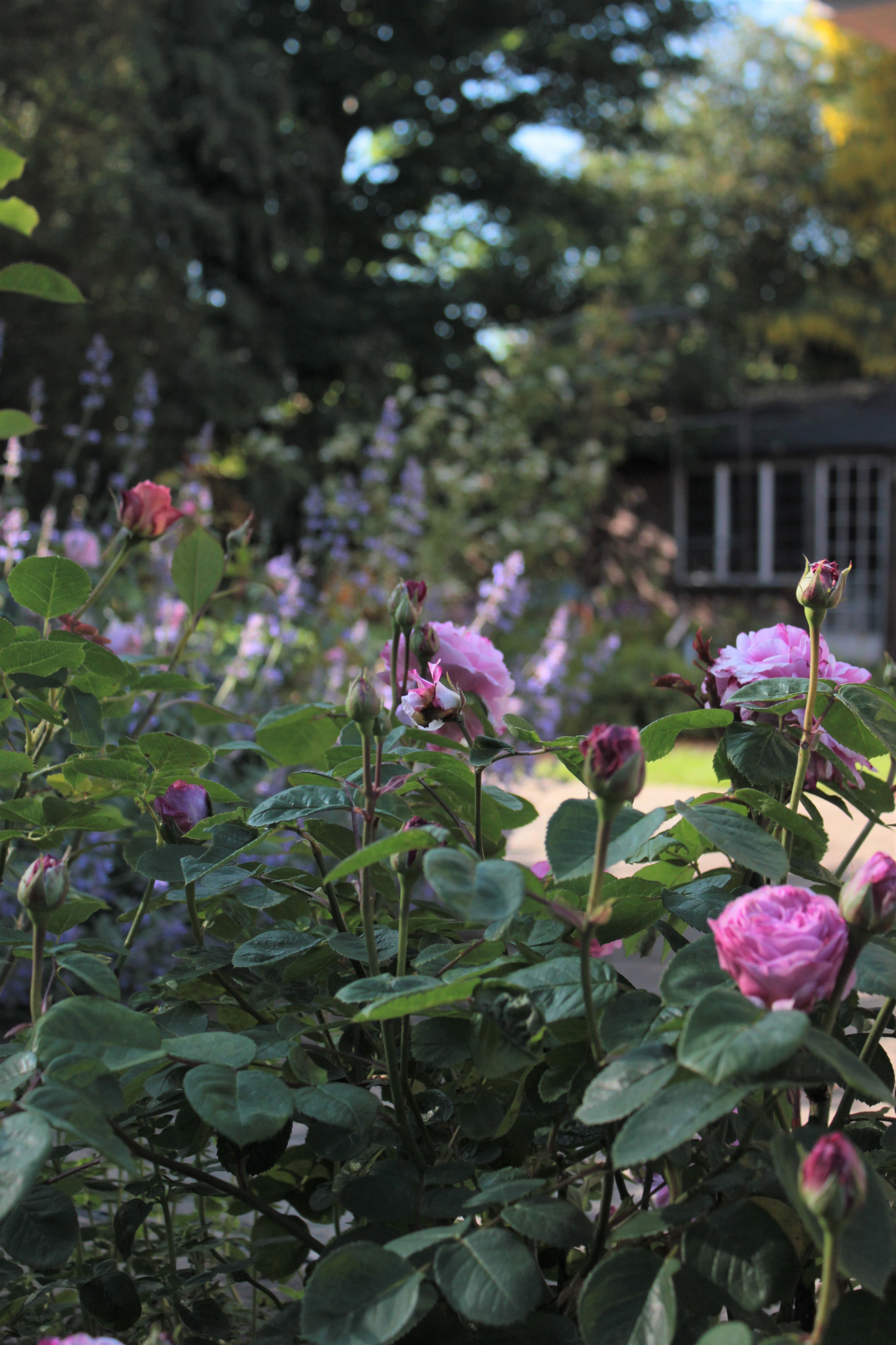 The Modern Arts & Crafts Garden