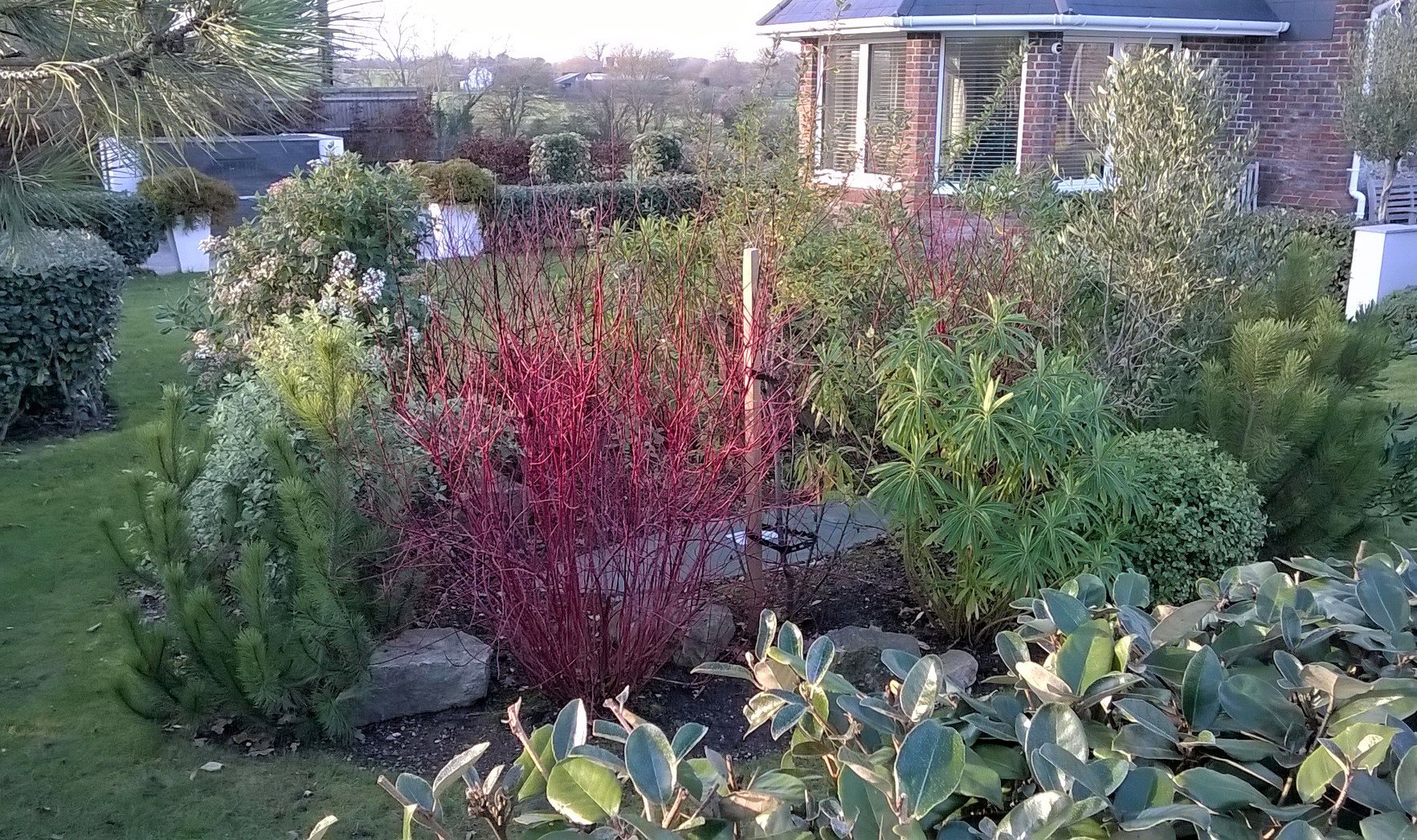 Colourful shrub bed