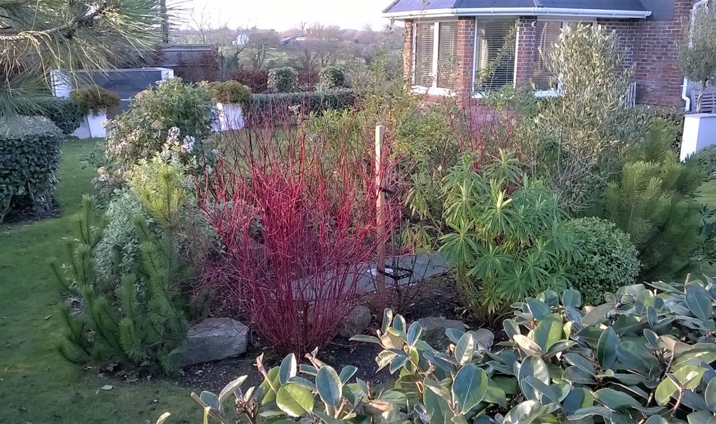 Colourful shrub bed