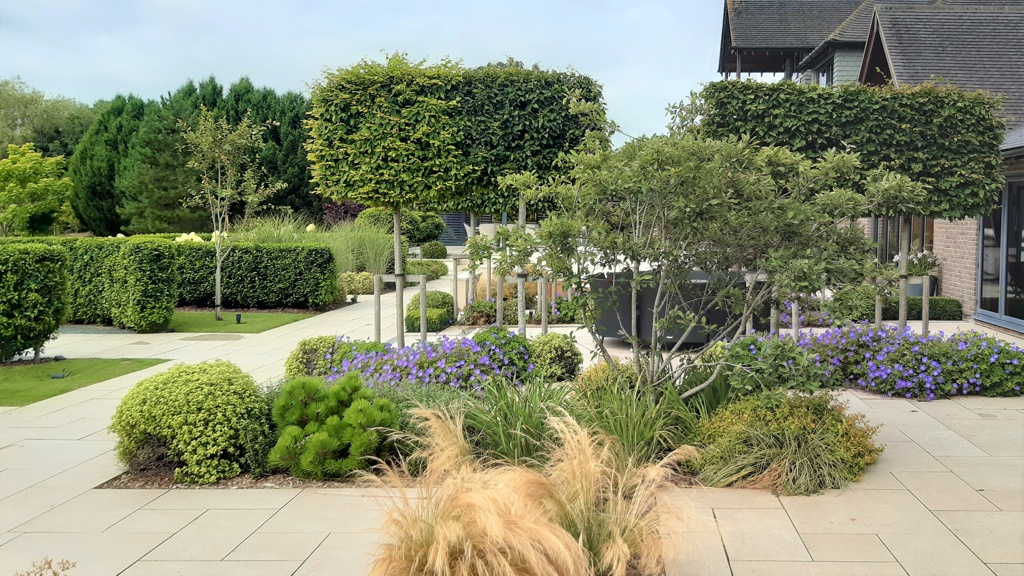 Pleached Carpinus trees.