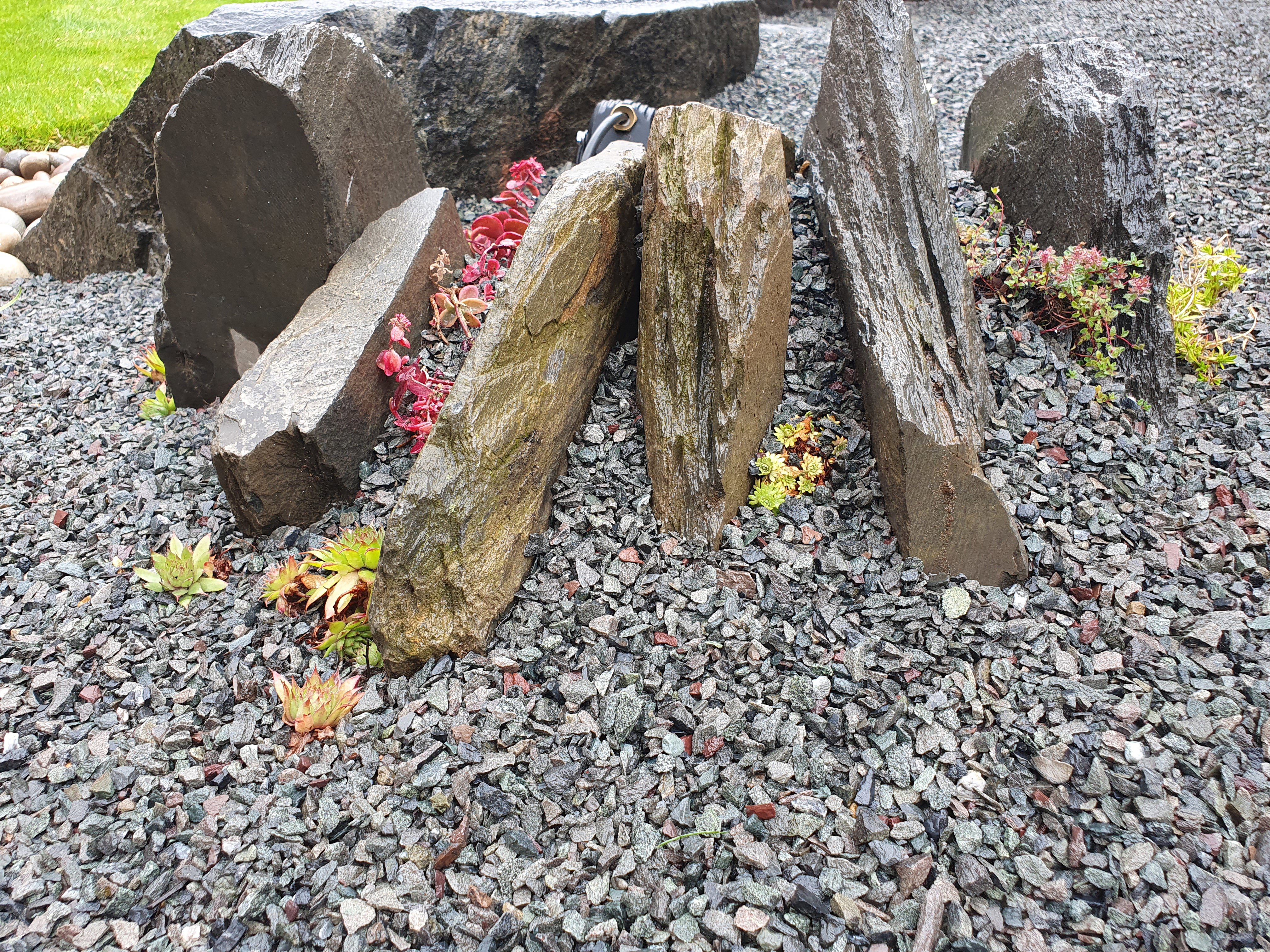 Alpine plants
