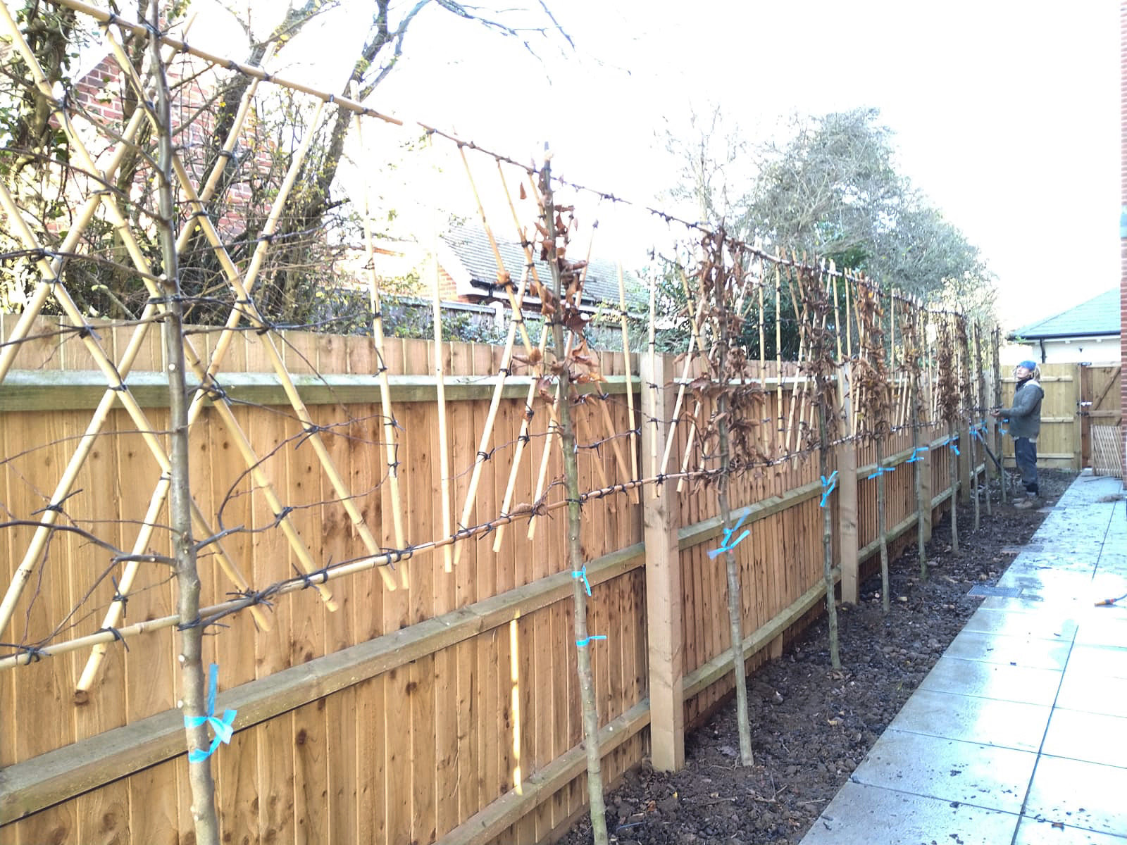 Hornbeam pleached trees 