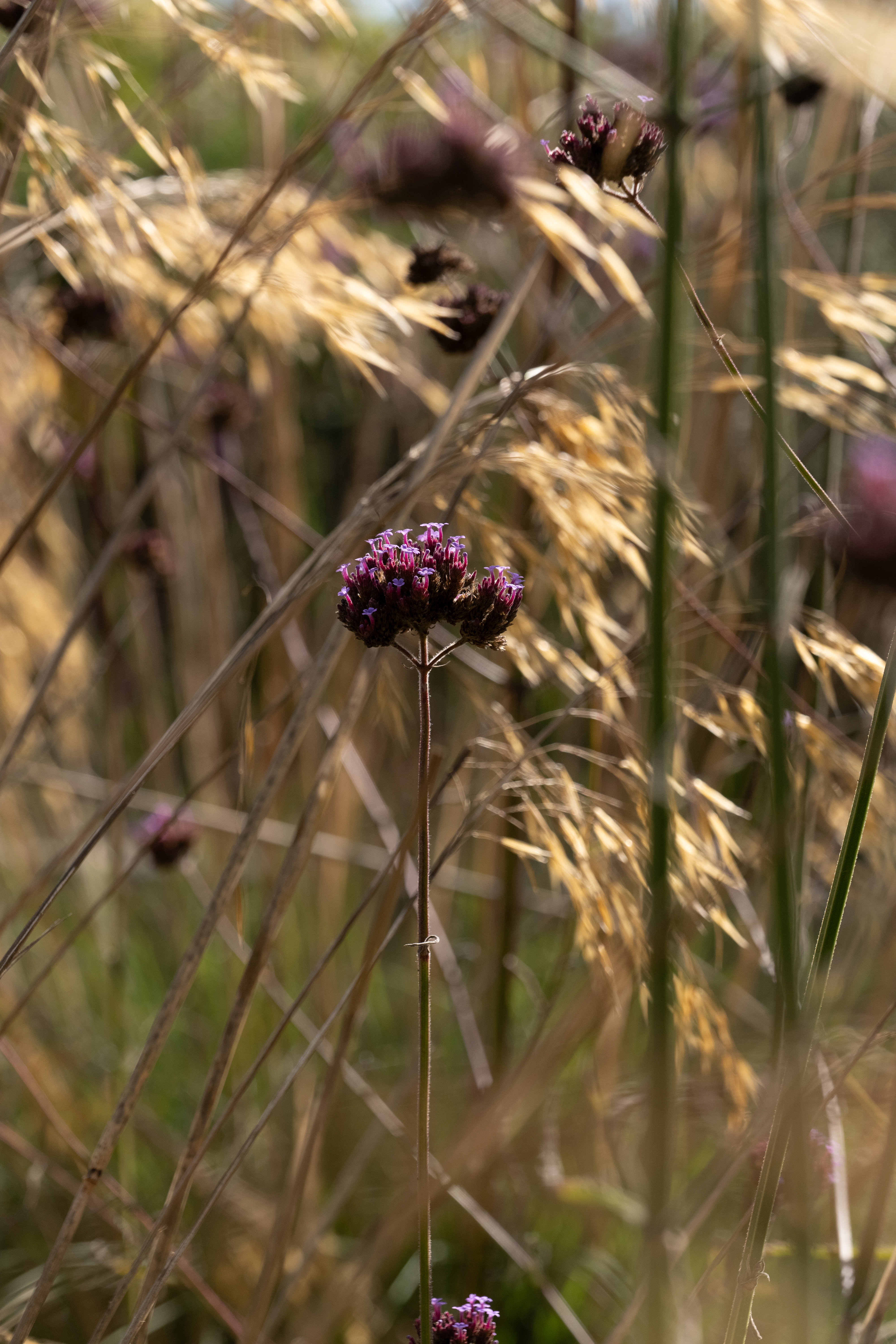 P1439424.jpg