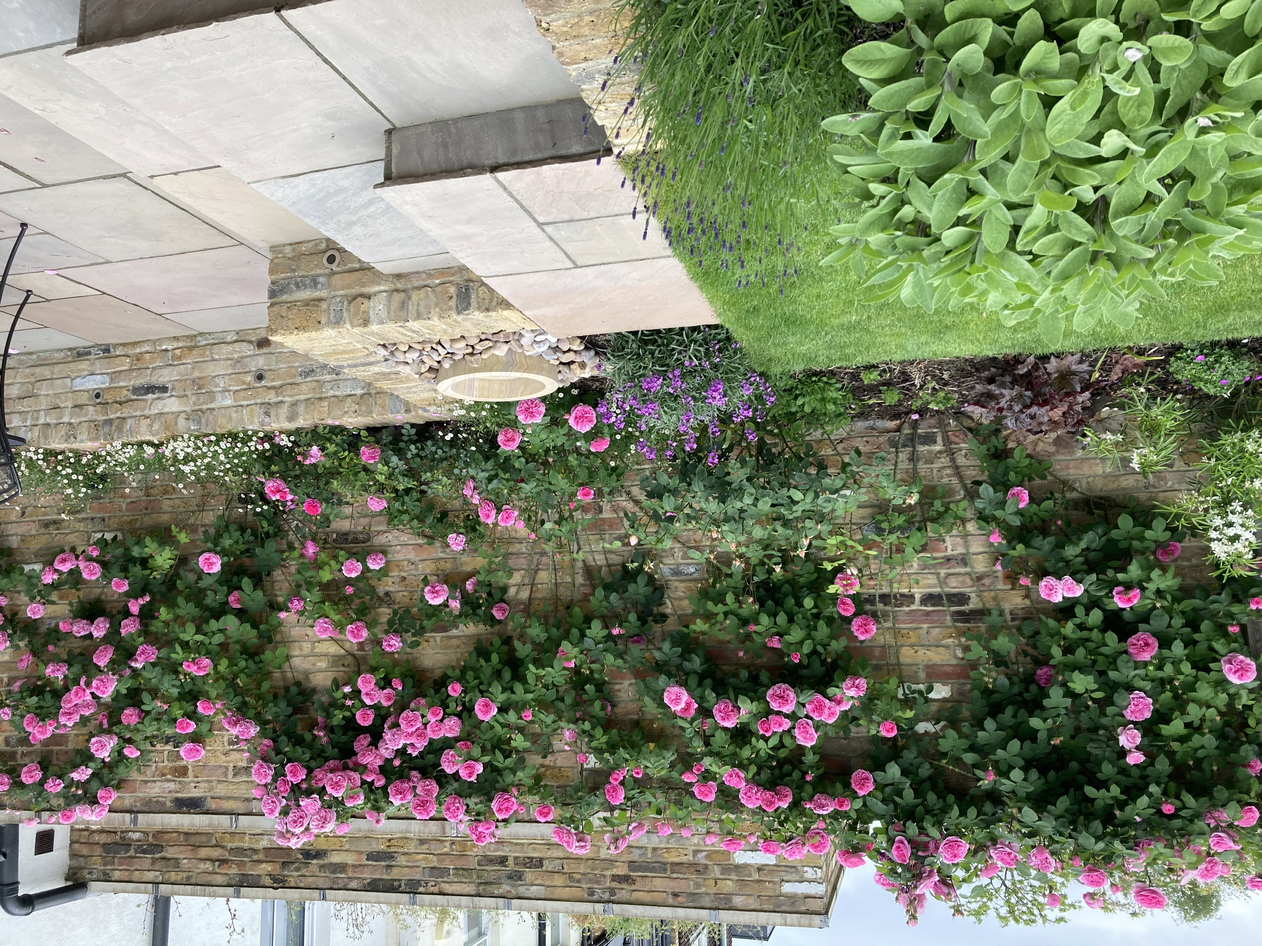 Climbing roses trained along wall