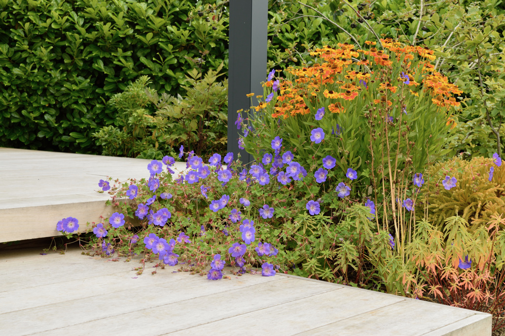 Plants softening the deck