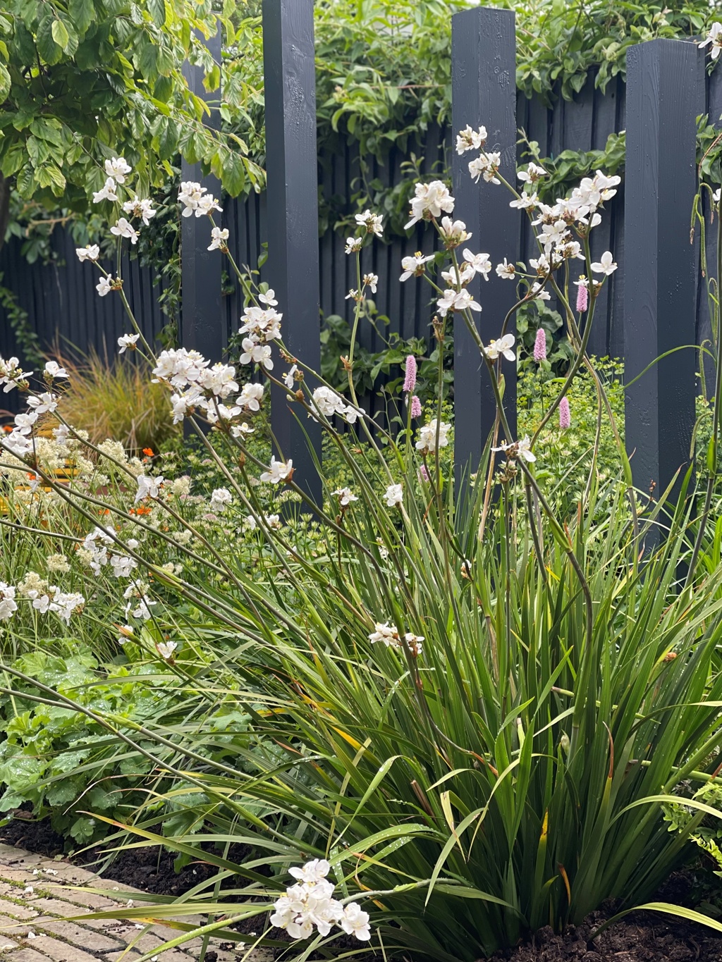 Libertia