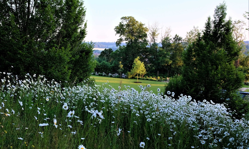 View over the lawn