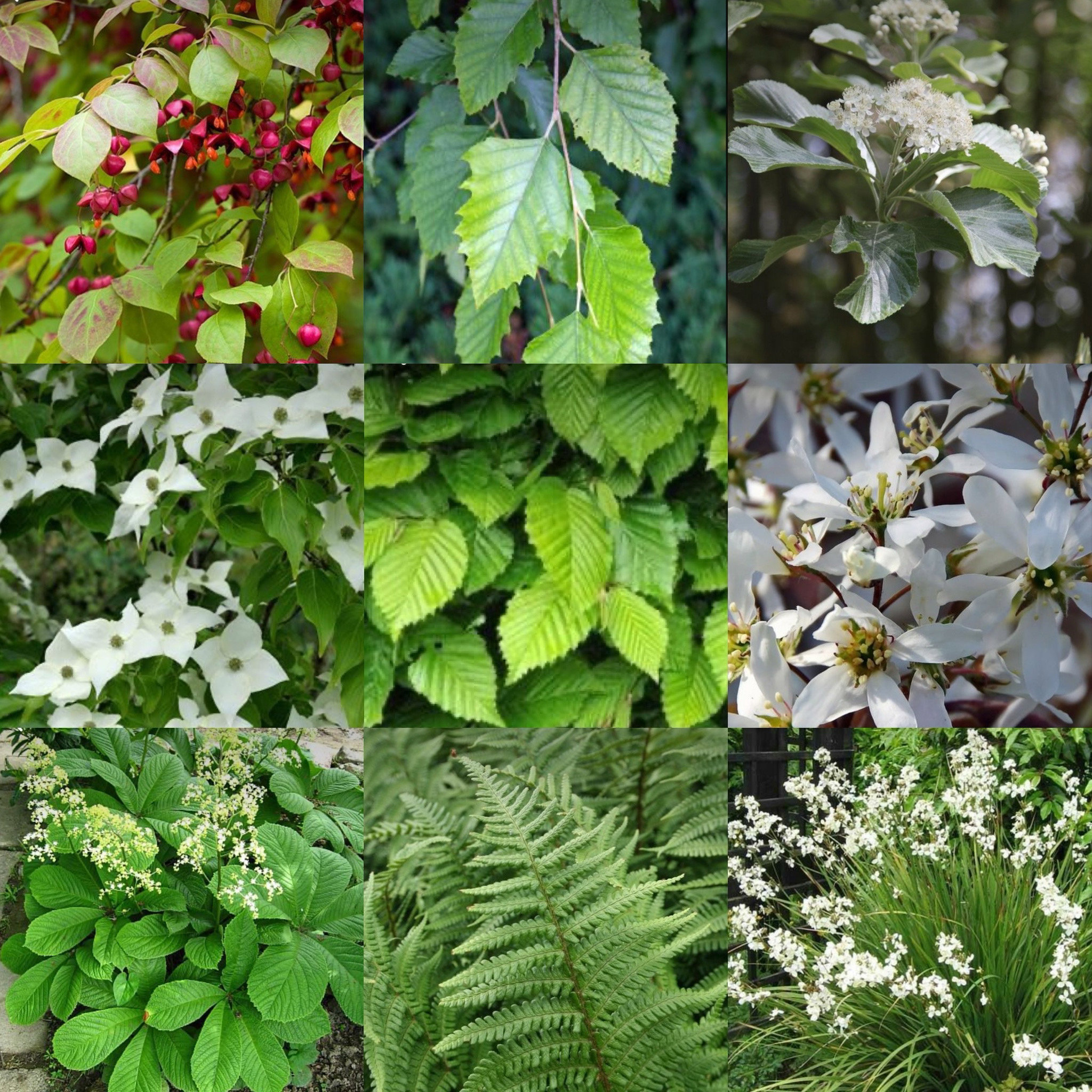 Structural planting grid